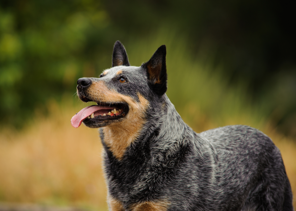 #10. Australian cattle dog